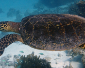Hawksbill turtle swimming, Tingaadhoo Faru, Laamu Atoll, Maldives. Image.