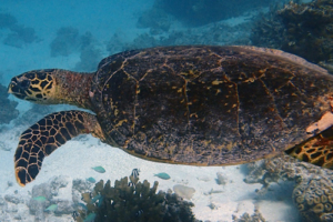 Sunny, hawksbill, adopted for Team Sunrise Earned VP by Jennifer Kulp Hawksbill turtle swimming, Tingaadhoo Faru, Laamu Atoll, Maldives. Image.