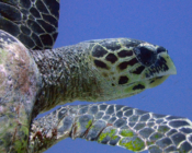 Hawksbill turtle, right profile, Hithadhoo Corner, Laamu Atoll, Maldives. Image.