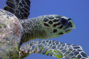 Kerpal, hawksbill, adopted Hawksbill turtle, right profile, Hithadhoo Corner, Laamu Atoll, Maldives. Image.