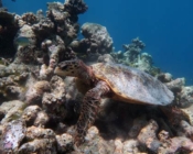 Hawksbill, Makunudu Reef, North Male