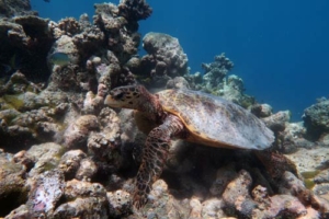 Alissa, hawksbill, adopted for Alissa by Barbara Vassalli Hawksbill, Makunudu Reef, North Male