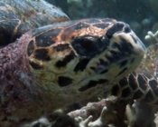 Hawksbill turtle, Taj Outreef, North Malé atoll, Maldives. Image.