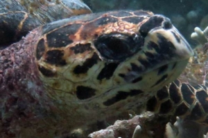 Crush, hawksbill, adopted by Deike. Hawksbill turtle, Taj Outreef, North Malé atoll, Maldives. Image.