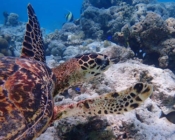 Adopt a turtle North Male Atoll