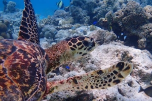 Beth, hawksbill turtle, adopted by Kim Adopt a turtle North Male Atoll