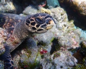 Adopt a hawksbill turtle Maldives
