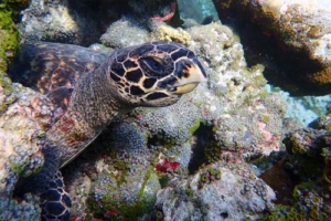 Benjamin, hawksbill, adopted for Benedicte Adopt a hawksbill turtle Maldives