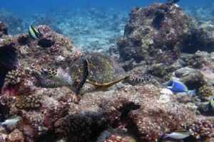 Donatello, hawksbill, adopted for Isak by Ann Carlsson Adope a turtle Maldives