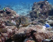 Adope a turtle Maldives
