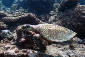 Dot, hawksbill, adopted