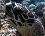 Adopt a turtle Maldives