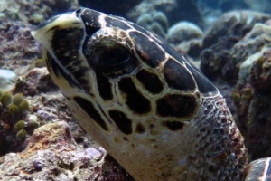 Pikachu, hawksbill, adopted by Kira Stoehr Adopt a turtle Maldives