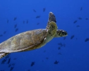 Hawksbill turtle swimming in the blue, Lhaviyani Atoll, Maldives