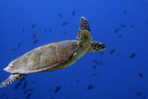 Kathi, hawksbill, adopted for Katharina by Lisa Hawksbill turtle swimming in the blue, Lhaviyani Atoll, Maldives