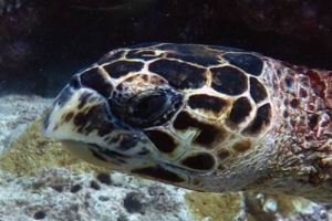 Charly, hawksbill, adopted by Sarina Weiser