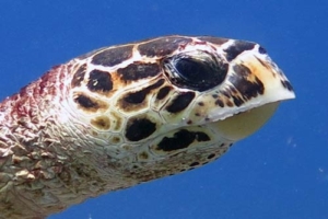 Musgrave, hawksbill, adopted for Pauline and Tim by Anna Hawksbill, Turtle Rock, Lhaviyani Atoll, Maldives. Image.