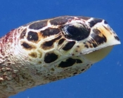 Hawksbill, Turtle Rock, Lhaviyani Atoll, Maldives. Image.