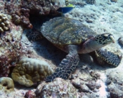 Hawksbill, Turtle Rock, Lhaviyani Atoll, Maldives, image