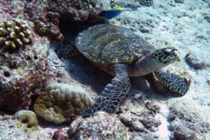 Poppa, hawksbill, adopted by Anthea,Stuart, Lily & Lola Hawksbill, Turtle Rock, Lhaviyani Atoll, Maldives, image