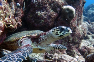 Simon Peter Pace, hawksbill, adopted for Simon by Jessica Pace Hawksbill turtle, Turtle Rock, Lhaviyani Atoll, Maldives. Image.