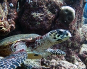 Hawksbill turtle, Turtle Rock, Lhaviyani Atoll, Maldives. Image.