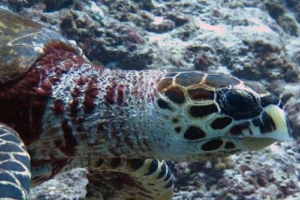 Sisu, hawksbill, adopted Adopt a turtle Maldives