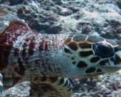 Adopt a turtle Maldives