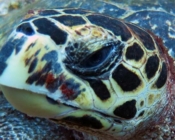 Hawksbill, Turtle Rock, Lhaviyani Atoll, Maldives. Image.