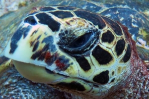 Schorsch, hawksbill, adopted for Wäschezentrale Kantonsspital Winterthur by Dominique Hawksbill, Turtle Rock, Lhaviyani Atoll, Maldives. Image.