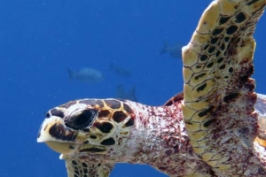 Swiem, hawksbill, adopted by Sandra van den Berg Adopt a turtle Maldives. Image.