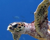 Adopt a turtle Maldives. Image.