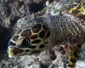 Adopt a turtle Maldives