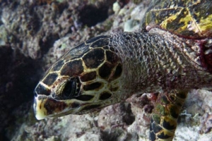 April, hawksbill, adopted by Lena & Matthias Adopt a turtle Maldives