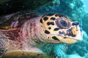Okeem, hawksbill, adopted for Fion Hawksbill, Turtle Rock, Lhaviyani Atoll, Maldives. Image.