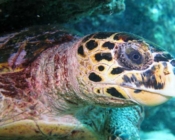 Hawksbill, Turtle Rock, Lhaviyani Atoll, Maldives. Image.
