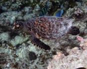 Hawksbill turtle, Makunudu Reef, North Male Atoll, Maldives
