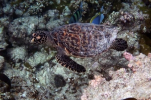 Isaac, hawksbill, adopted for Isaac Hawksbill turtle, Makunudu Reef, North Male Atoll, Maldives