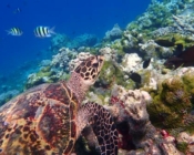 Hawksbill, Makunudu Reef, North Male, Maldives. Image.