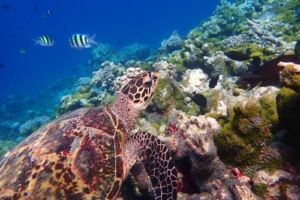 Tahini, hawksbill, adopted for Ladan Hawksbill, Makunudu Reef, North Male, Maldives. Image.
