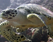 Hawksbill turtle, Kurethi, Laamu atoll, Maldives. Image.