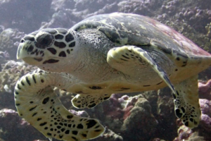 Captain Barnacles, hawksbill, adopted for Robbie Hawksbill turtle, Kurethi, Laamu atoll, Maldives. Image.