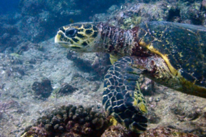 Ida, hawksbill, adopted for Ida by Jenny Tschersich. Hawksbill turtle, Dherufinolhu Outreef, Turtle Rock, Lhaviyani Atoll, Maldives. Image.