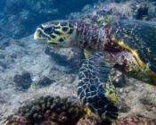 Hawksbill turtle, Dherufinolhu Outreef, Turtle Rock, Lhaviyani Atoll, Maldives. Image.