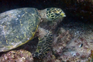 Coco, hawksbill, adopted by Kayleigh & Charles Wallace. Hawksbill turtle, Dherufinolhu Outreef, Turtle Rock, Lhaviyani Atoll, Maldives. Image.