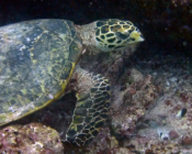Hawksbill turtle, Dherufinolhu Outreef, Turtle Rock, Lhaviyani Atoll, Maldives. Image.