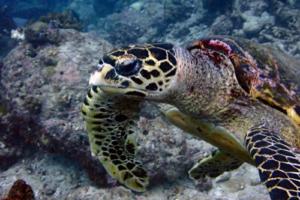 Gilgamesh, hawksbill, adopted by Anton & Ingrid Hawksbill, Dherufinolhu Outreef, Turtle Rock, Lhaviyani Atoll, Maldives. Image.