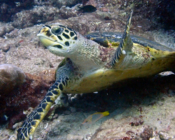 Hawksbill, Dherufinolhu Outreef, Turtle Rock, Lhaviyani Atoll, Maldives.. Image.