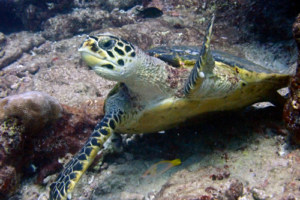 Jasmin, hawksbill, adopted for Jasmin by Barbara Vassalli. Hawksbill, Dherufinolhu Outreef, Turtle Rock, Lhaviyani Atoll, Maldives.. Image.