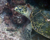 Hawksbill turtle, Dherufinolhu Outreef, Turtle Rock, Lhaviyani Atoll, Maldives. Image.